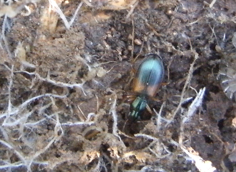 Brachinus? Anchomenus dorsalis